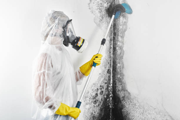 Best Black Mold Removal  in Battle Mountain, NV