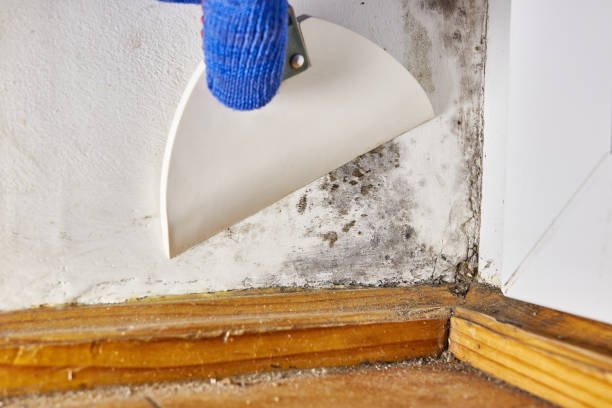 Best Environmental Consulting for Mold Prevention  in Battle Mountain, NV